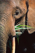 Close up of African elephant feeding on grass {Loxodonta africana} Garamba NP, Dem Rep of Congo