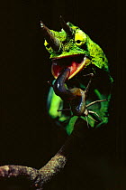 Male Jackson's chameleon catches grasshopper with tongue{Chamaeleo jacksonii} Mt Kenya, Kenya