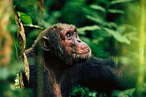 Male Chimpanzee (Opi) {Pan troglodytes schweinfurthii} Virunga NP, Democratic Republic of Congo.