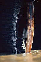 Close up of African elephant tusk and trunk in water {Loxodonta africana} Virunga NP, Democratic Republic of Congo.