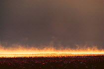 Flock of Lesser flamingoes at sunrise {Phoeniconaias minor} Lake Nakuru NP, Kenya