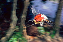 Goliath beetle in flight {Goliathus sp} Ituri rainforest reserve, Dem Rep of Congo