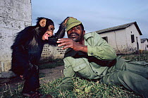 Young Chimpanzee playing with park warden {Pan troglodytes schweinfurthii} Virunga NP, Dem Rep of Congo