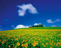 Y-4805 Field of Sunflowers in flower {Helianthus annuus} Hokkaido, Japan.