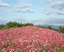 N-19102 Field of cultivated flowers, Hokkaido, Japan.
