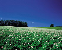 N-19001 Field of Potato plants in flower {Solanum tuberosum} Hokkaido, Japan.