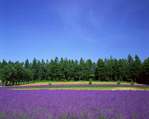 N-19003 Field of Lavender in flower {Lavandula sp}, Hokkaido, Japan.