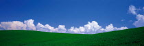 N-20401 Green field of crops with white clouds and blue sky above. Hokkaido, Japan.