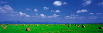N-20602 Green field with round bales, Hokkaido, Japan.