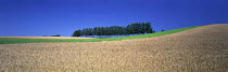 N-20603 Ripe Wheat field with row of trees behind, Hokkaido, Japan.