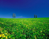N-20605 Crop field with five trees on horizon, Hokkaido, Japan.
