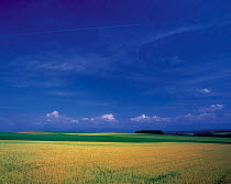 N-20802 Large field of Wheat ripening {Triticum sp} Hokkaido, Japan.