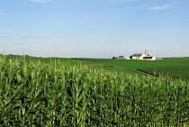 N-20804 Maize / corn field {Zea mays} with farm buildings in distance, Pennsylvania, USA.