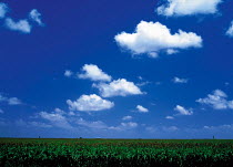 Y-5402 Field of Maize / Corn {Zea mays} with blue sky above, Texas, USA.