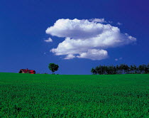 Y-5305 Field of crops with roof of farm building and trees on horizon, Japan.