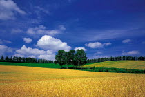Y-5403 Ripe Wheat field with trees behind, Hokkaido, Japan.