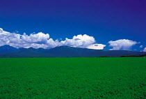 Y-5304 Crop field with mountains behind, Japan.
