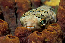 Fine spotted porcupinefish {Diodon holocanthus} Kungkungan Bay, Sulawesi, Indonesia