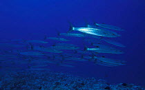 Schooling Barracuda fish {Sphyraena} underwater in Indo Pacific
