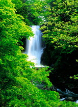 N-15601 Waterfall in woodland, Akita, Japan.