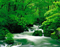 N-13802 River and waterfall in woodland, Aomori, Japan.