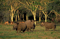 White rhinoceros group {Ceratotherium simum} Phinda Resource Reserve, South Africa
