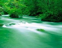 N-14001 River with rapids flowing through woodland, Aomori, Japan.