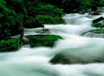 N-14004 River with rapids flowing through woodland, Aomori, Japan.
