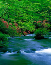 N-13601 River flowing through woodland with Azalea trees in flower, Aomori, Japan.