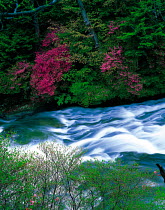 N-13603 River flowing through woodland with Azalea trees in flower, Tochigi, Japan.