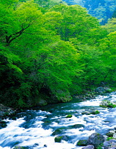 N-13604 River with rapids flowing through woodland, Tochigi, Japan.