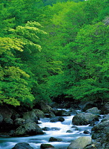 N-13702 River flowing through woodland, Iwate, Japan.