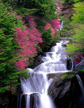 N-13704 Waterfall in woodland with Azalea trees in flower, Tochigi, Japan.