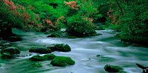 N-15001 River flowing through woodland, Aomori, Japan.