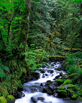N-14103 River flowing through temperate rainforest, Olympic NP, Washington, USA