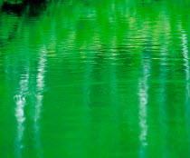 N-15401 Water reflecting green woodland, Nagano, Japan.
