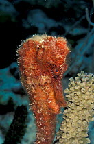 Longsnout seahorse {Hippocampus reidi} Bonaire, Caribbean