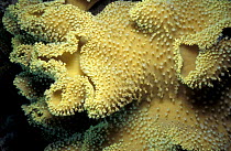 Leather coral with polyps exted {Sarcophyton trocheliophorum} Red Sea