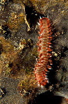 Bristleworm feeds on coral {Polychaeta} Caribbean sea