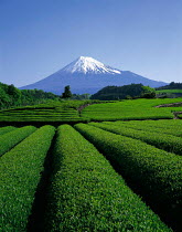 N-23106 Mount Fuji with crops in foreground. Japan.