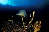 Giant fanworm {Spirobranchus spallanzani} Mediterranean Sea