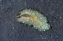Flatworm on sea floor {Platyhelminthes} Sulawesi, Indonesia