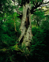 N-0303 Daio-sugi cedar tree, Yakushima, Kagoshima, Japan.