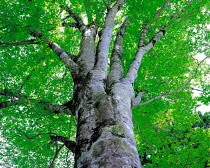 N-0701 Large ancient Beech tree {Fagus sp}, Tateyama, Toyama, Japan.