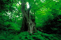 N-0404 Ancient tree in woodland, Shirakami-Sanchi, Akita, Japan.