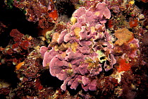 Calcareous red algae {Mesophyllum uchenoides} Menorca, Mediterranean Europe