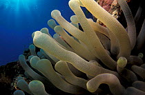 Close up of tentacles of Anemone {Actiniaria sp} Caribbean Sea