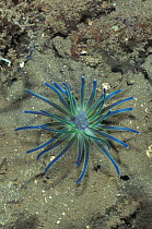 Sea anemone {Condylactis sp} Sulawesi, Indonesia