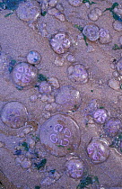 Common jellyfish washed ashore {Aurelia aurita} Scotland, June summer
