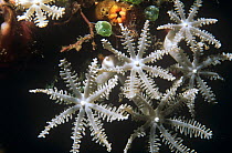Organ pipe coral {Tubipora musica} Bunaken, Sulawesi, Indonesia